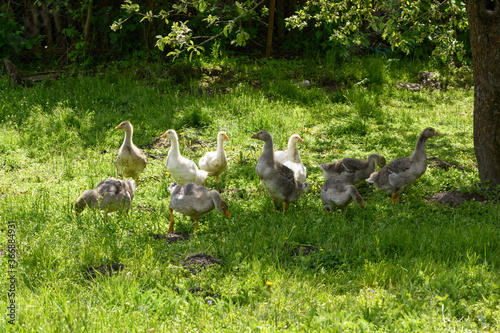 small goslings graze on the green grass under a tree