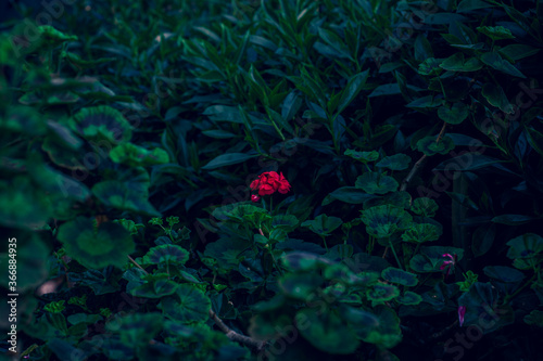 flor roja solitaria en medio del jard  n