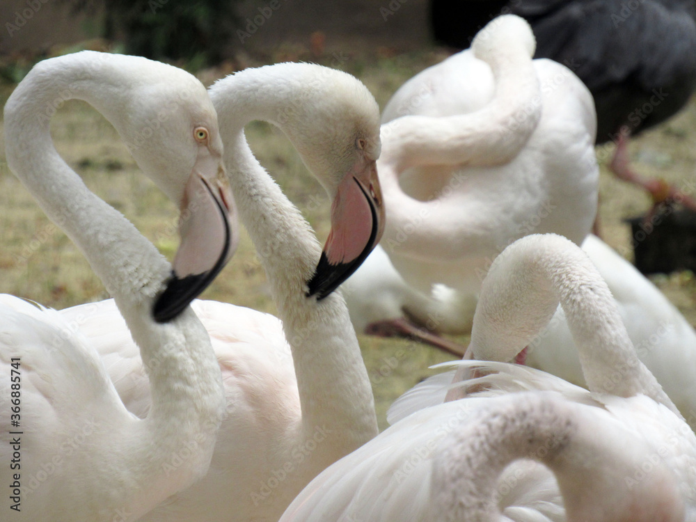 Obraz premium Pink flamingos in the wild. Close-up.