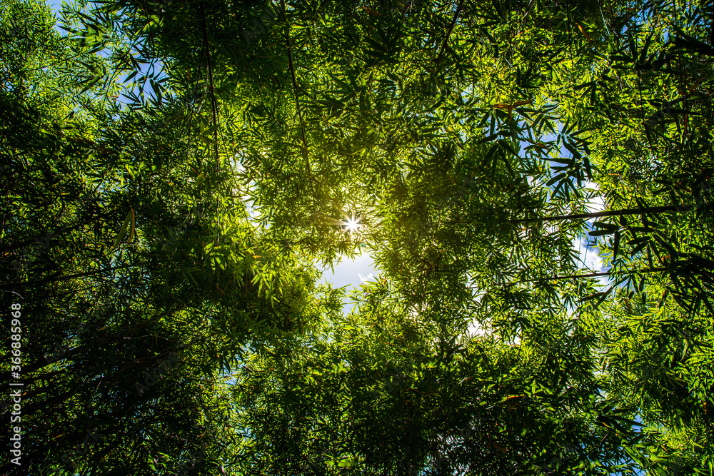 Fototapeta premium Bamboo forest and the morning sunlight.
