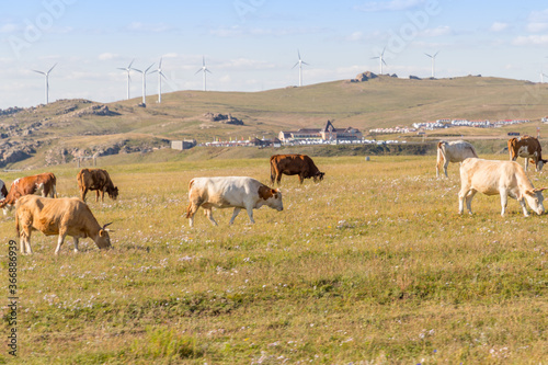 Fototapeta Naklejka Na Ścianę i Meble -  wind turbine, or wind energy converter, converts the wind's kinetic energy into electrical energy in Huanghuagou Huitengxile near Hohhot, Inner Mongolia, China, with horse, clouds and blue sky