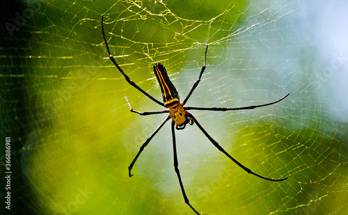 spider on the web