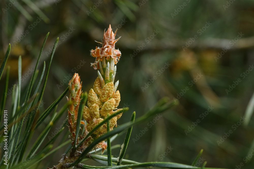 Scots pine branches with yellow pollen-producing male cones Scots pine branches with yellow pollen-producing male cones