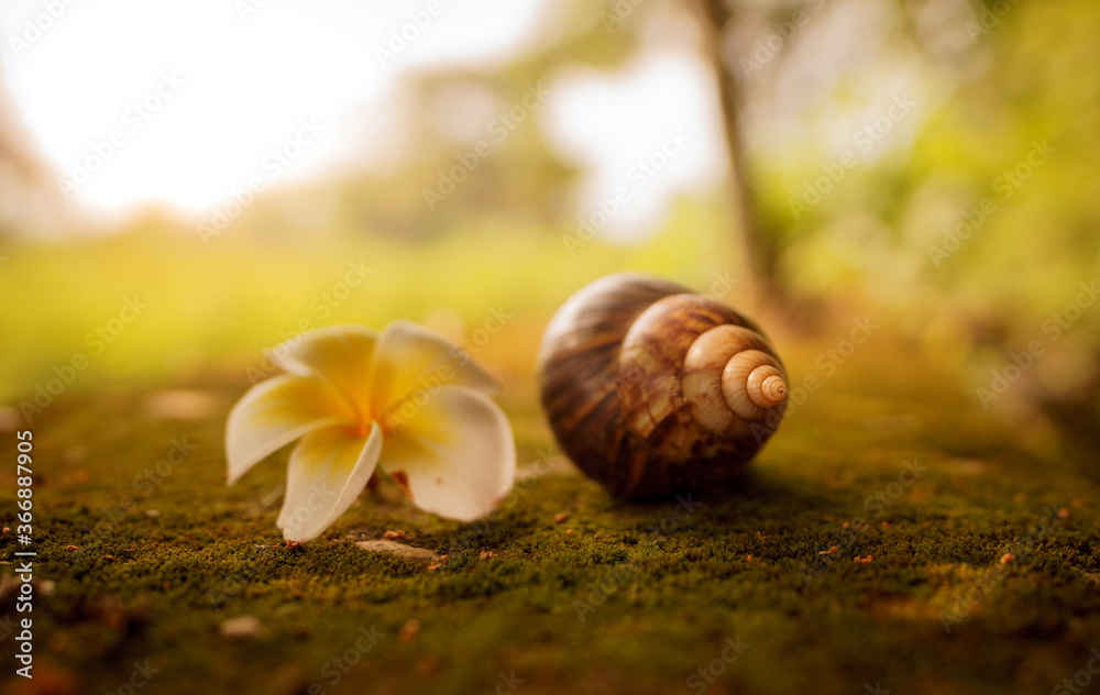 A plumeria flower and a shell of a snell on green moss. A conceptual image of peace, beautiy and tranquility in  nature.