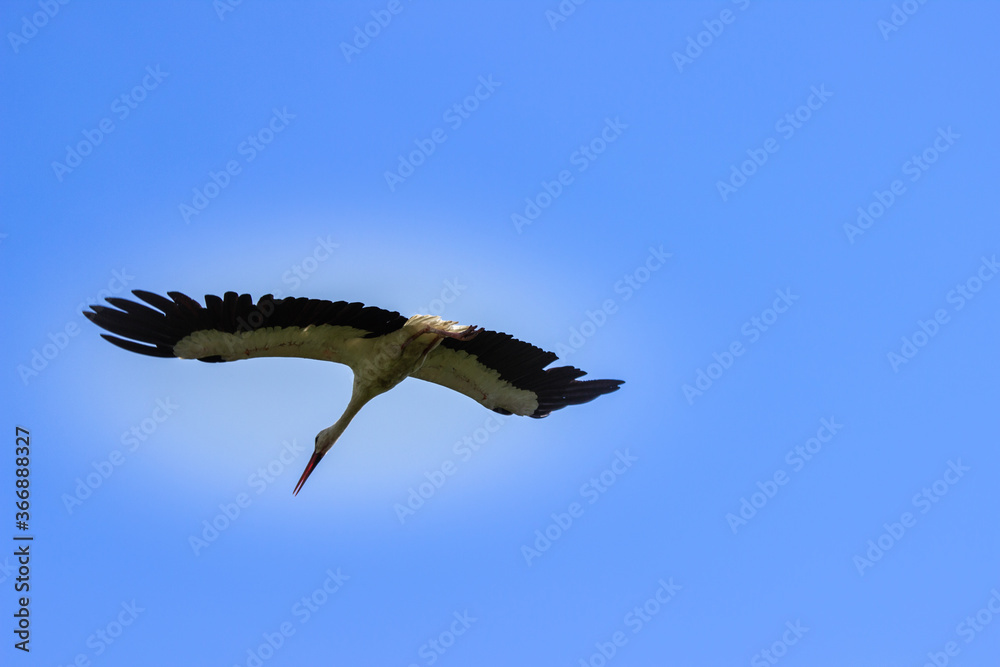 Obraz premium stork flies in the sky