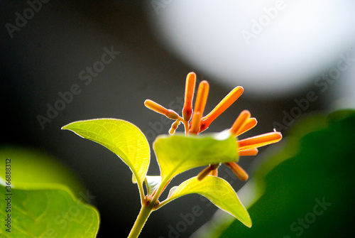 yellow flower on green background