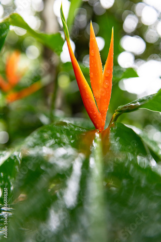 Orange Flower Heliconia farinosa photo