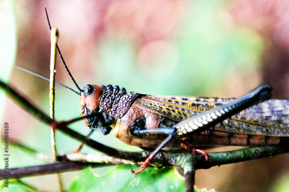 Fototapeta premium Grashopper Tropidacris collaris close up