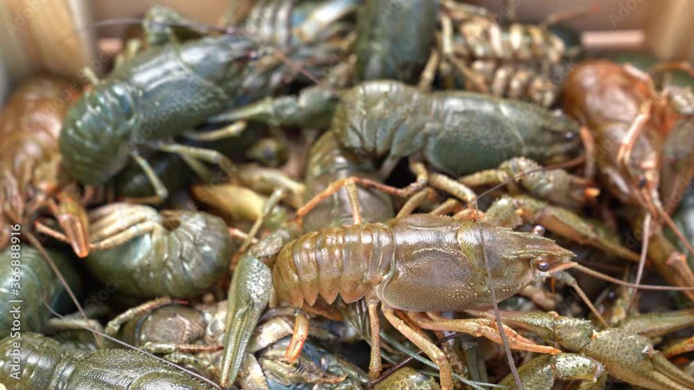 Healthy and active fresh river lobster or crayfish move. Healthy and active fresh river lobster or crayfish move.