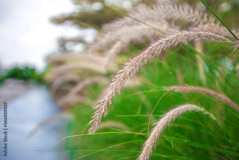 Obraz premium The natural background of many species of plants that are laid out in the park, for the propagation of the species and to provide shade for those who stop by while traveling to study the ecology.