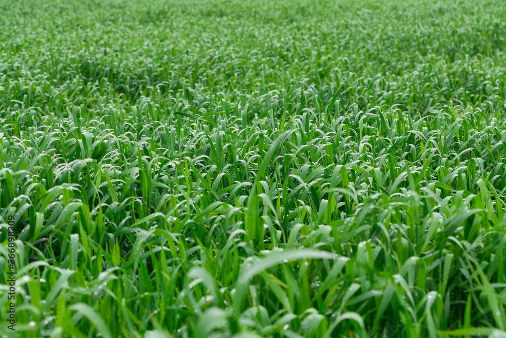 Tall green grass with dew drops on it. Juicy grass after summer rain. Tall green grass with dew drops on it. Juicy grass after summer rain.