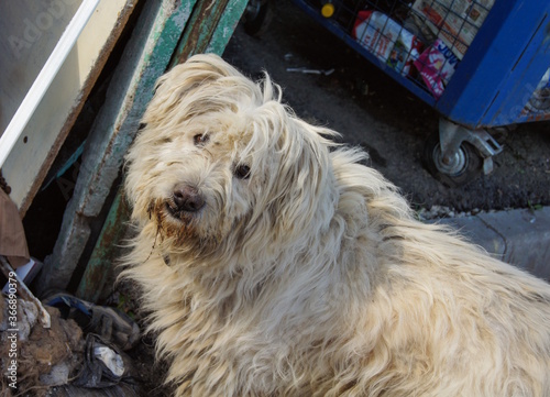 homeless dog  photo