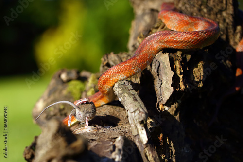 The corn snake (Pantherophis guttatus) with prey on a green background. A color mutation of a corn snake in a typical hunting position.