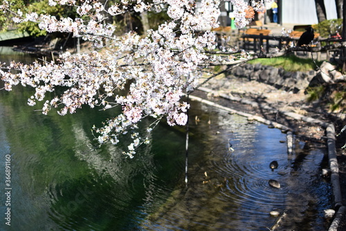 東京都 井の頭公園 桜の季節
