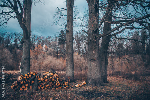 Lumber cutting of an ancient forest in cloudy weather