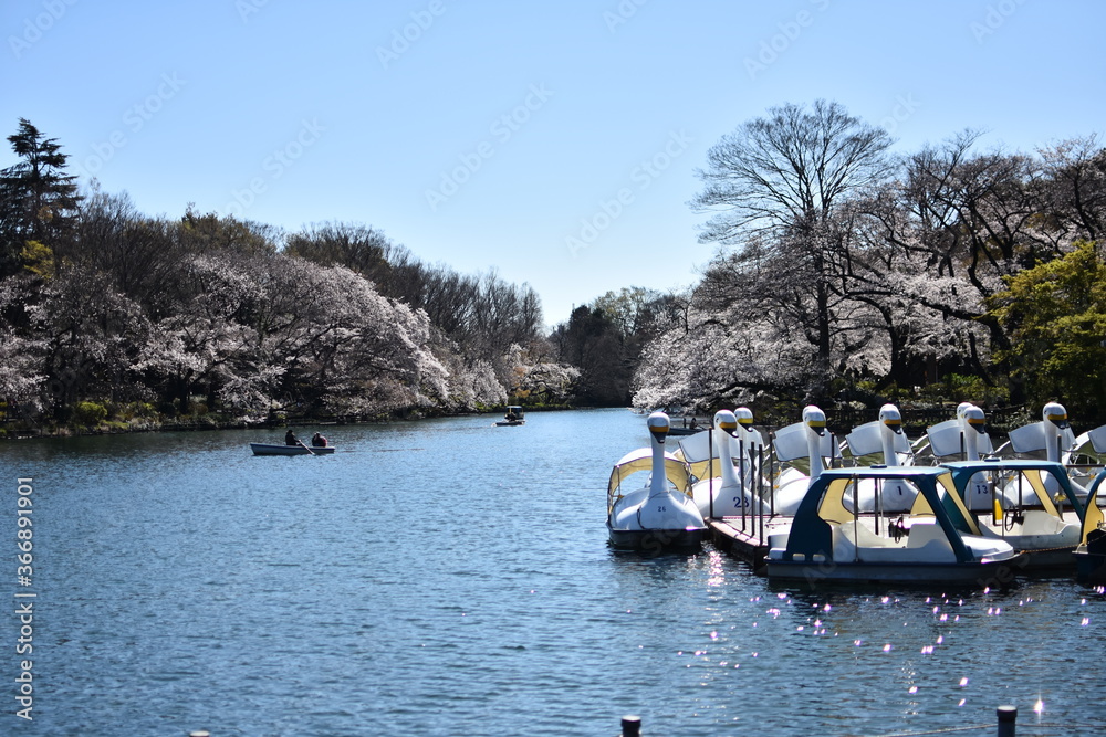 東京都 井の頭公園 桜の季節