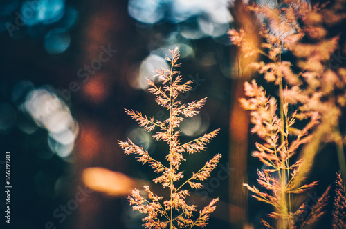 Summer, grass, forest and bokeh