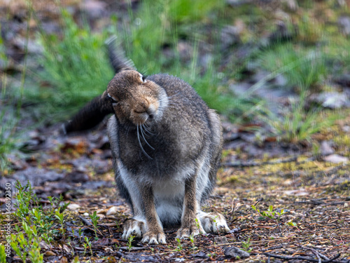 Konstfotografi This cute harer w3as disturbed by a plethora of mosquitos, as was I