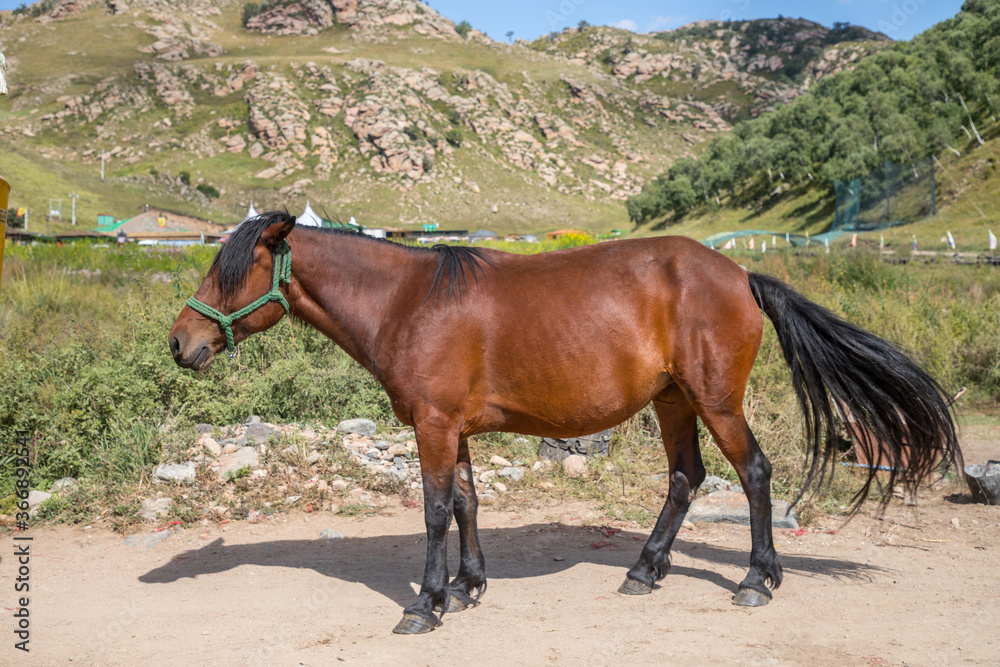 a brown horse in Huanghuagou, Hohhot, Inner Mongolia, China a brown horse in Huanghuagou, Hohhot, Inner Mongolia, China