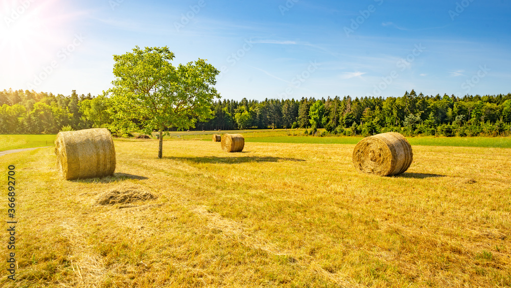Landscape background - Hay bales on a field and blue sky with bright sun and apple tree in the summer in Germany