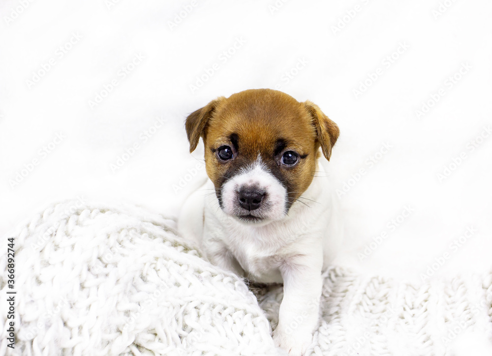cute jack russell terrier puppy sitting near a knitted bedspread on a white background, home comfort
