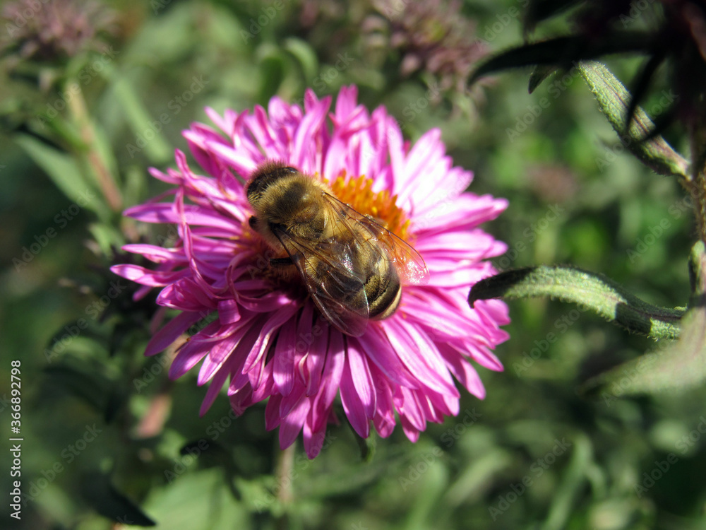 A bee collects pollen on a flower A bee collects pollen on a flower