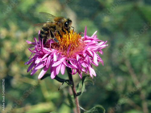 A bee collects pollen on a flower