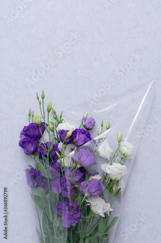 Violet and white Eustoma flower on light blue background. Flowers background design. Prairie gentian Plants. Copy space for text.