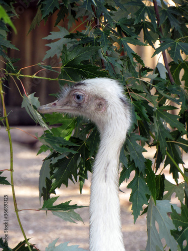 Ostrich. Photo. Big bird. Long neck and legs. Sharp beak. Wild nature. Close-up.