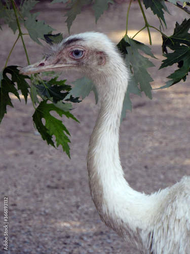 Ostrich. Photo. Big bird. Long neck and legs. Sharp beak. Wild nature. Close-up.