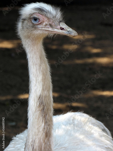Ostrich. Photo. Big bird. Long neck and legs. Sharp beak. Wild nature. Close-up.