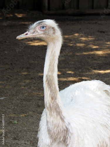 Ostrich. Photo. Big bird. Long neck and legs. Sharp beak. Wild nature. Close-up.