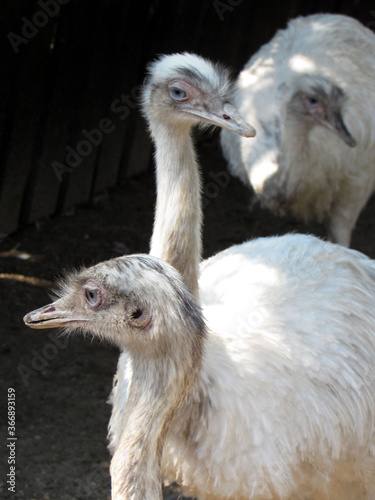 Ostrich. Photo. Big bird. Long neck and legs. Sharp beak. Wild nature. Close-up.