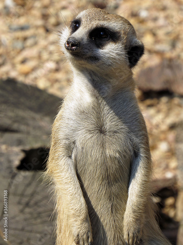 Meerkat. Close-up. Close-up wildlife.