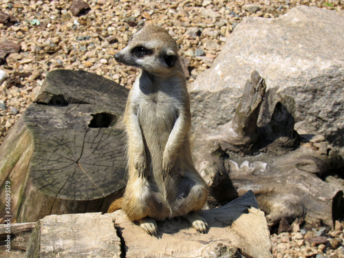 Meerkat. Close-up. Close-up wildlife.