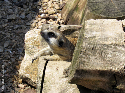 Meerkat. Close-up. Close-up wildlife.