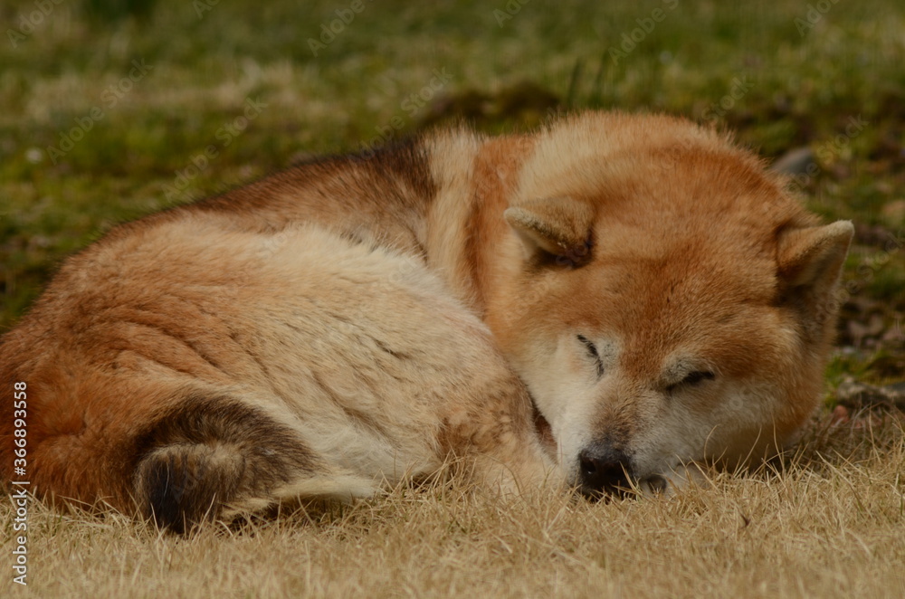 Fototapeta premium 柴犬
