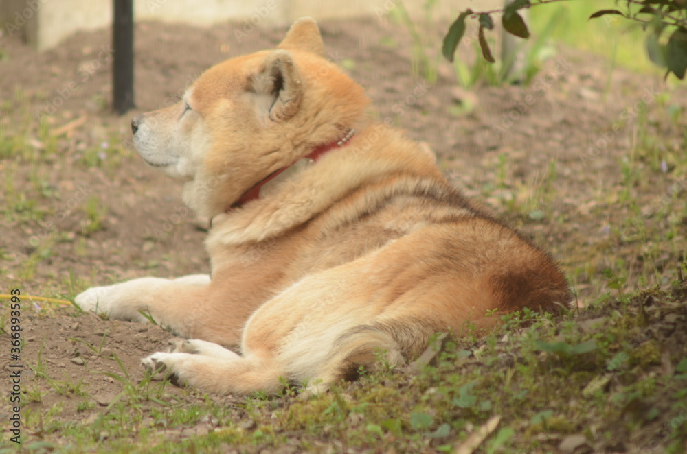 柴犬