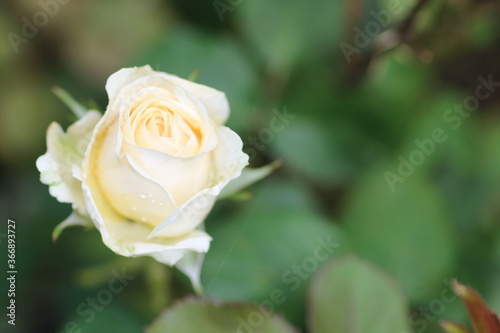 庭に咲く1輪の白いバラ