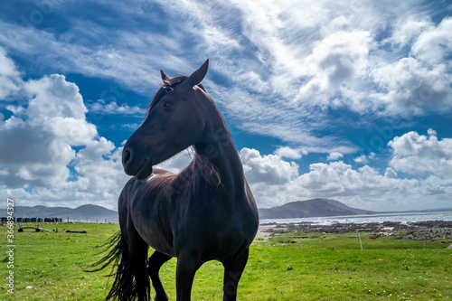 Irish Countryside view with black horse in County Donegal