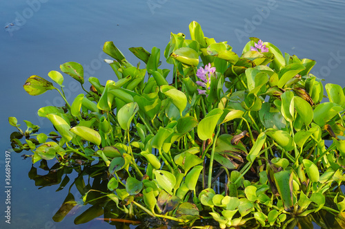 Water hyacinth on the lake