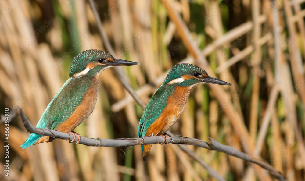 Fototapeta premium Common kingfisher, Alcedo atthis. Young birds perched on a cane stalk above the river