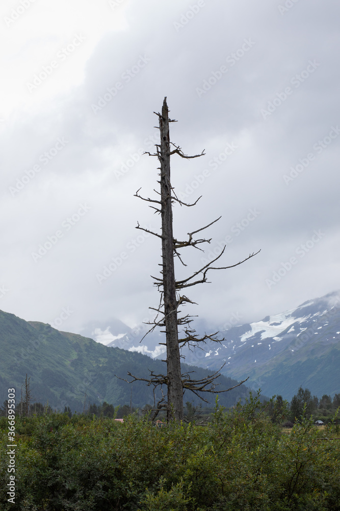 Obraz premium Alaska Wildlife Conservation Center