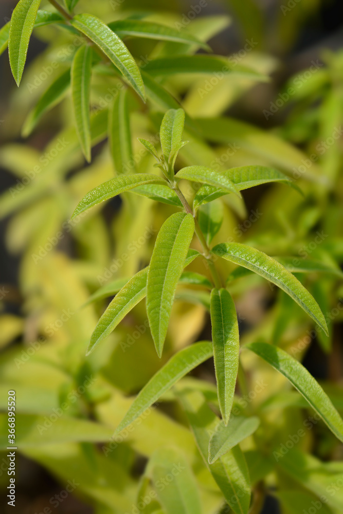 Lemon verbena Lemon verbena