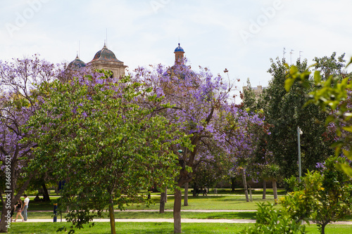 Blooming Jacaranda trees in Turia Park, dome of the Baroque church , Valencia, Spain. photo