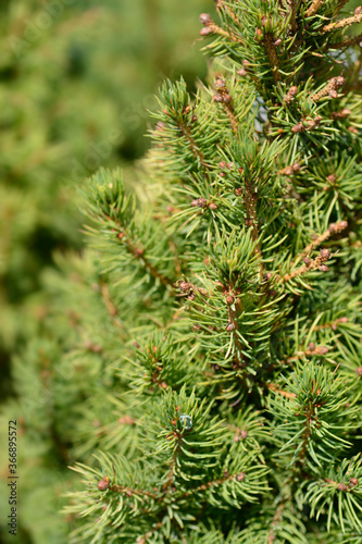 White spruce J.W. Daisys White