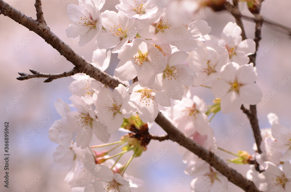 桜