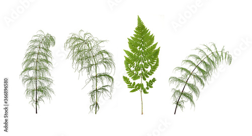 Green fern branch isolated on white background photo
