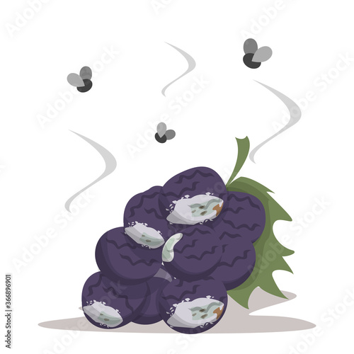 Fresh sweet grape becomes rotten vector isolated. Spoiled damaged product. Food waste, overripe berries with mold, flies flying around the product.