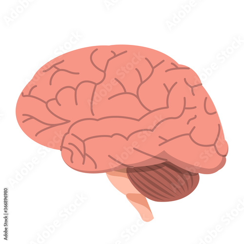 Human brain vector isolated. Internal organ, side view. Medical illustration, science and education concept.